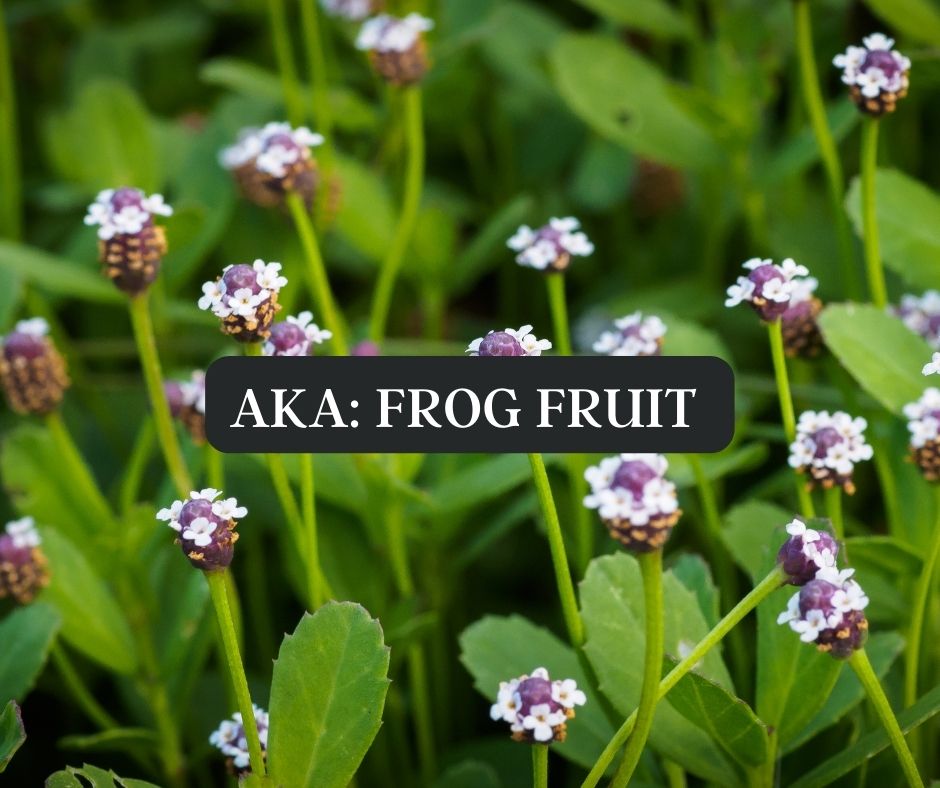 Florida lawn alternatives are our future. 